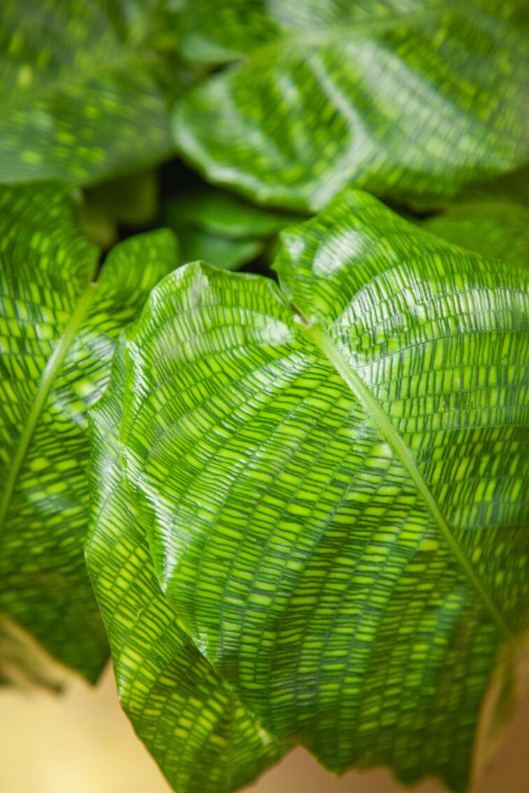 Zdjęcie rosliny doniczkowej Calathea musaica Network (Kalatea), ujęcie 2