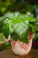 Zdjęcie rosliny doniczkowej Calathea musaica Network (Kalatea), ujęcie 3