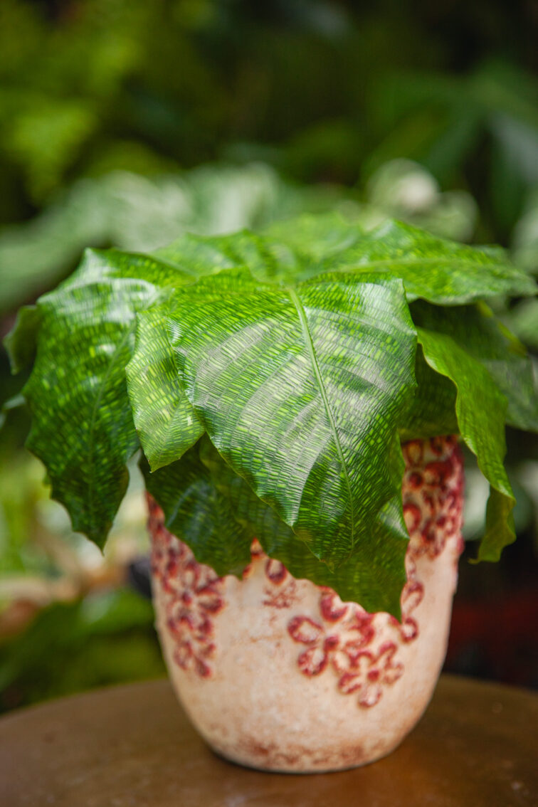 Zdjęcie rosliny doniczkowej Calathea musaica Network (Kalatea), ujęcie 3