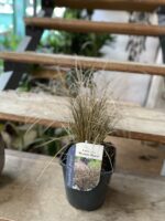 Zdjęcie rosliny doniczkowej Carex comans Bronze Form (turzyca), ujęcie 3