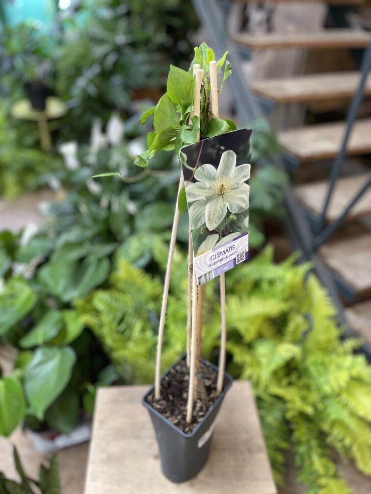 Zdjęcie rosliny doniczkowej Clematis Guernsey Cream, ujęcie 1