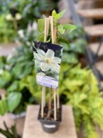 Zdjęcie rosliny doniczkowej Clematis Guernsey Cream, ujęcie 2
