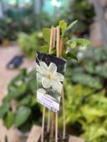 Zdjęcie rosliny doniczkowej Clematis Guernsey Cream, ujęcie 3