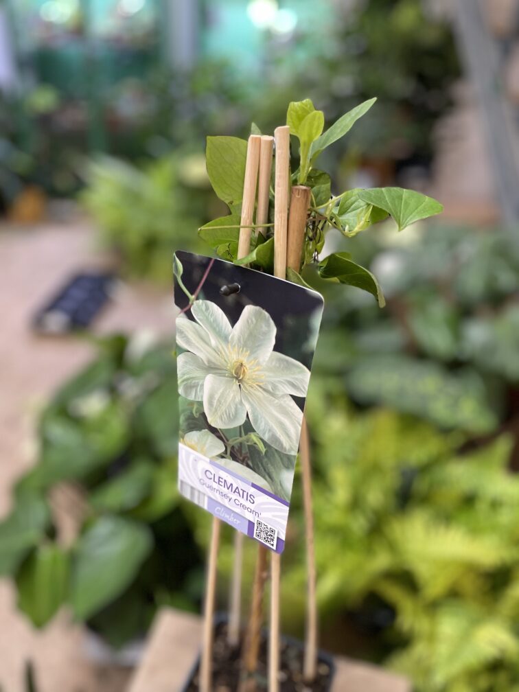 Zdjęcie rosliny doniczkowej Clematis Guernsey Cream, ujęcie 3