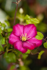 Zdjęcie rosliny doniczkowej Clematis Ville de Lyon, ujęcie 2