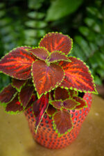 Zdjęcie rosliny doniczkowej Coleus magnificent mile, ujęcie 2