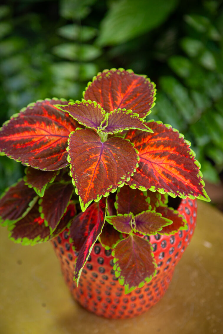 Zdjęcie rosliny doniczkowej Coleus magnificent mile, ujęcie 2
