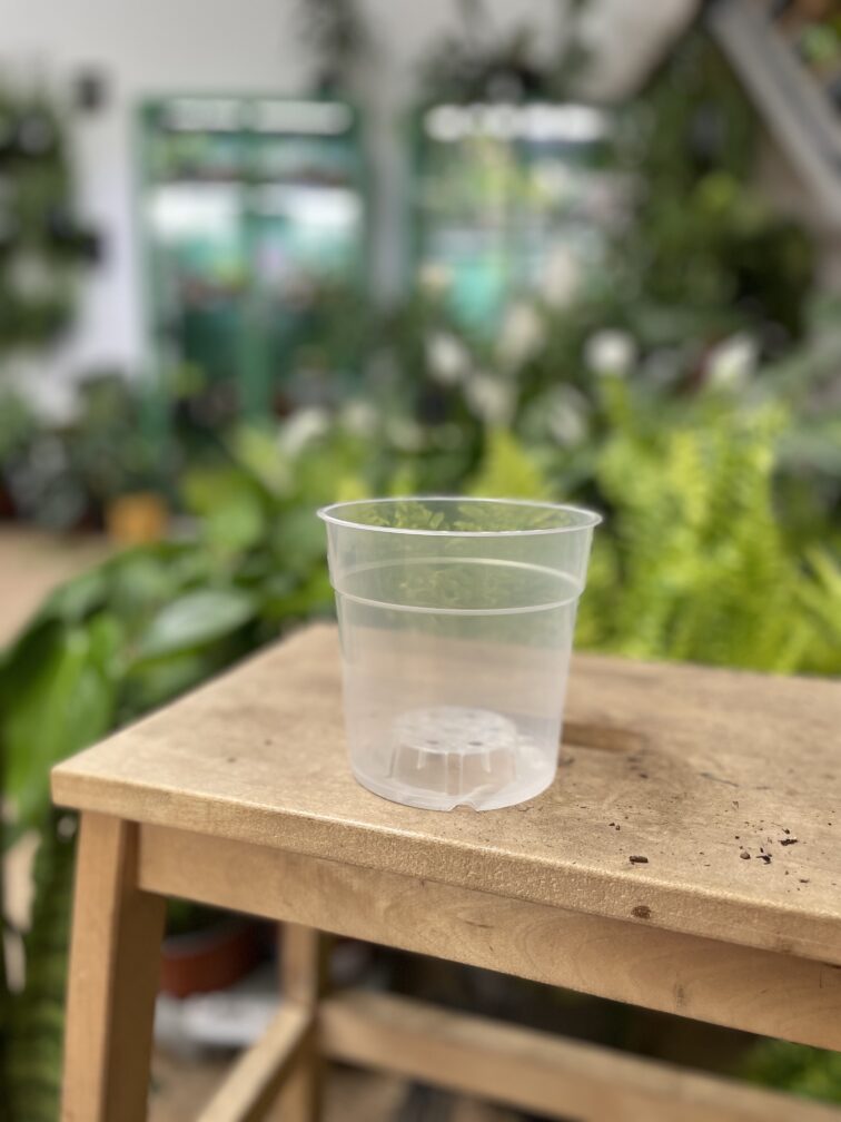 Zdjęcie doniczki lub oslonki: Doniczka plastikowa przezroczysta 12cm, ujęcie 1