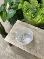 Zdjęcie doniczki lub oslonki: Doniczka plastikowa przezroczysta 12cm, ujęcie 2