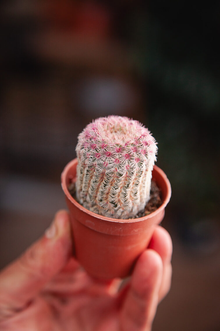 Zdjęcie rosliny doniczkowej Echinocereus Rubrispinus, ujęcie 1