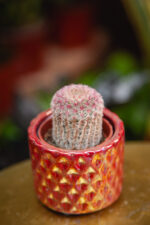 Zdjęcie rosliny doniczkowej Echinocereus Rubrispinus, ujęcie 2