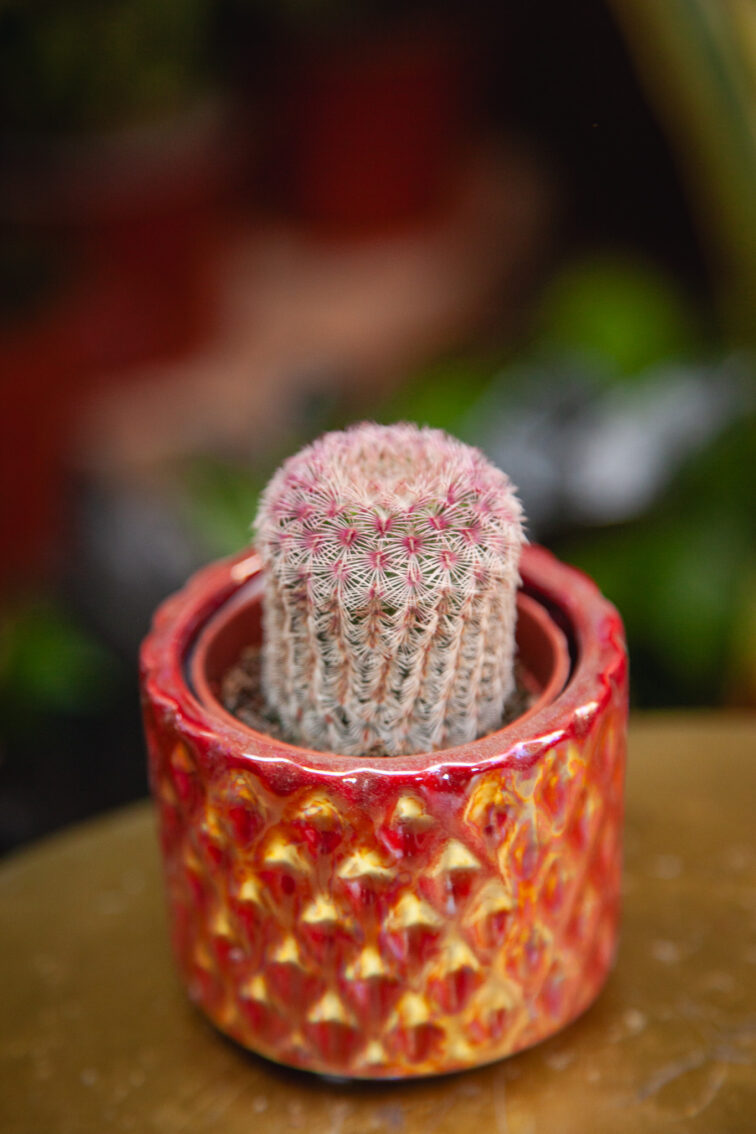 Zdjęcie rosliny doniczkowej Echinocereus Rubrispinus, ujęcie 2