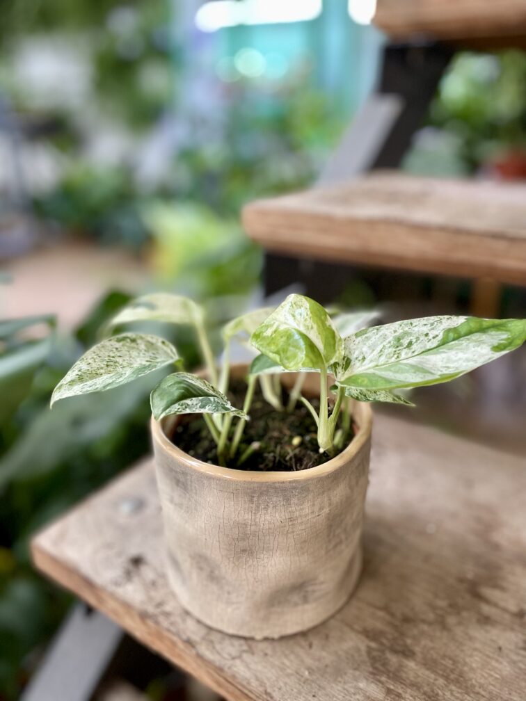 Zdjęcie rosliny doniczkowej Epipremnum Marble Variegata, ujęcie 1