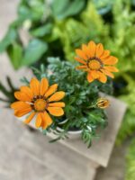 Zdjęcie rosliny doniczkowej Gazania rigens Big Kiss Orange, ujęcie 1