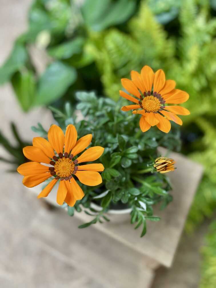 gazania-rigens-big-kiss-orange_12x25-1_1747474281.jpg Zdjęcie rosliny doniczkowej Gazania rigens Big Kiss Orange, ujęcie 1
