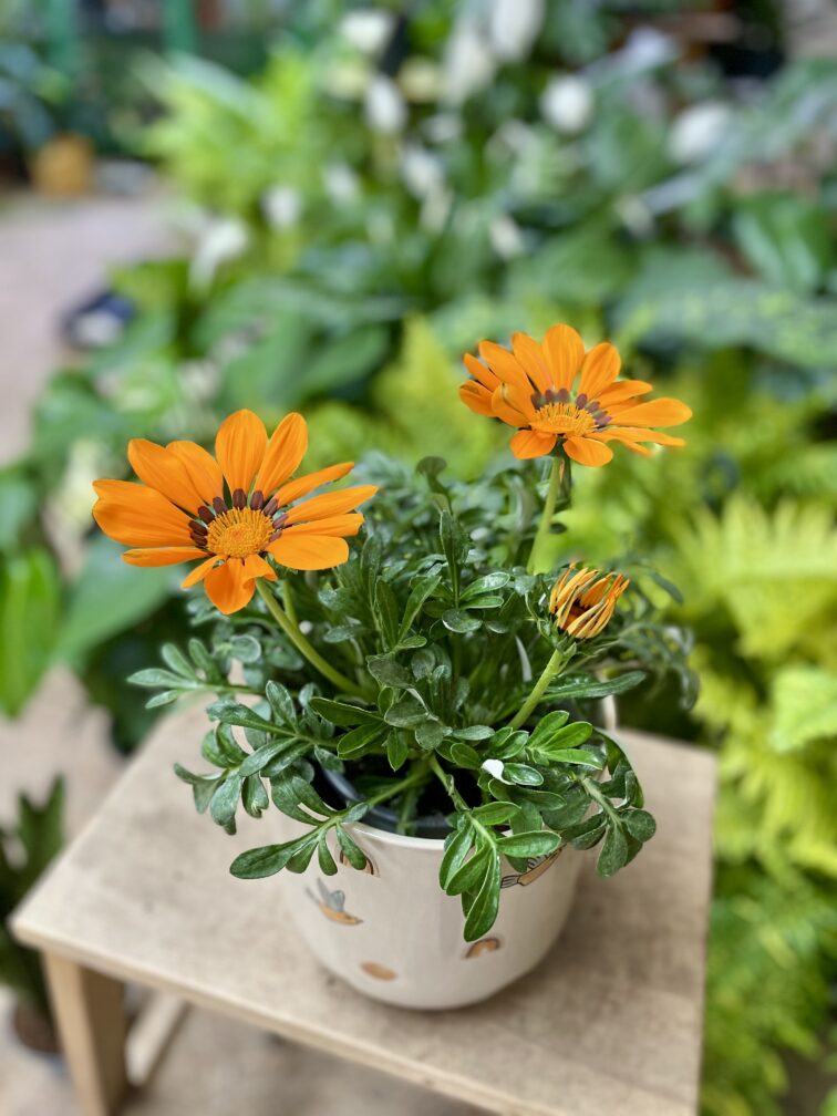 Zdjęcie rosliny doniczkowej Gazania rigens Big Kiss Orange, ujęcie 2
