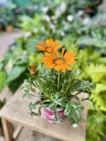 Zdjęcie rosliny doniczkowej Gazania rigens Big Kiss Orange, ujęcie 3