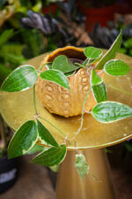 Zdjęcie rosliny doniczkowej Hoya macrophylla albomarginata, ujęcie 1