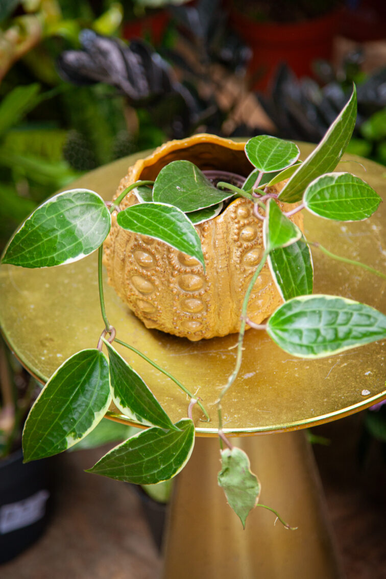 Zdjęcie rosliny doniczkowej Hoya macrophylla albomarginata, ujęcie 1