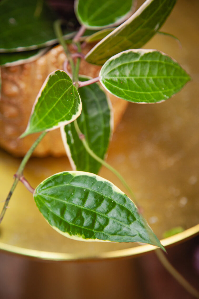 Zdjęcie rosliny doniczkowej Hoya macrophylla albomarginata, ujęcie 2