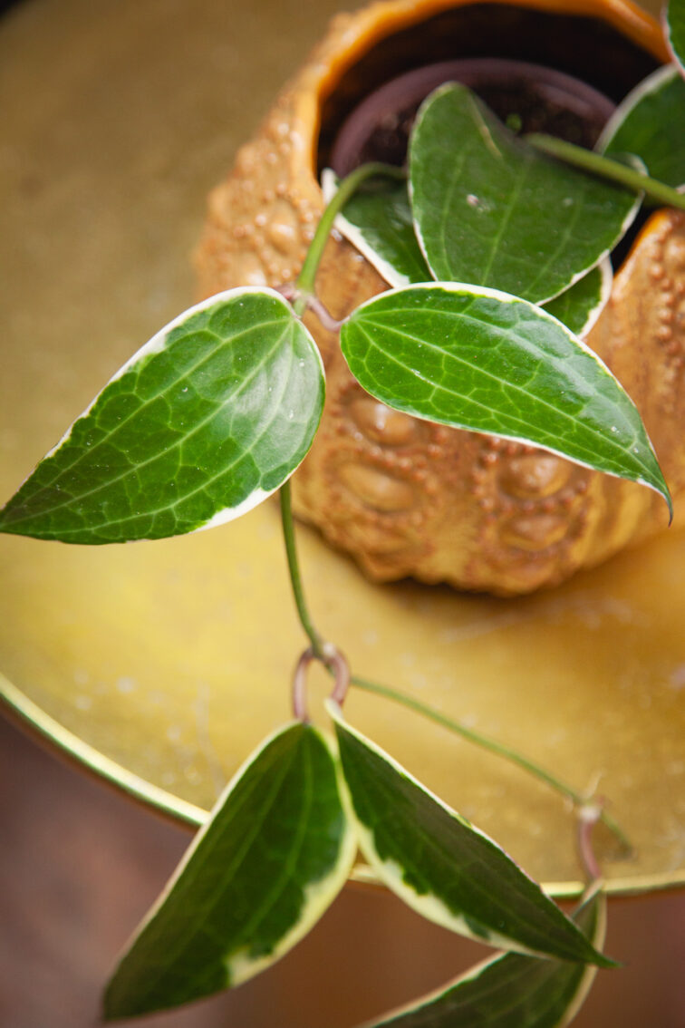 Zdjęcie rosliny doniczkowej Hoya macrophylla albomarginata, ujęcie 3