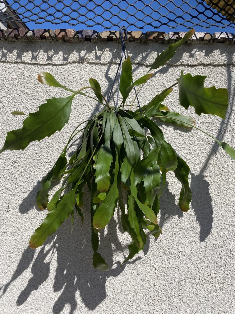 lepismium-houlletianum_15x45-1_1747477182.jpg Zdjęcie rosliny doniczkowej Lepismium houlletianum, ujęcie 1