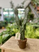 Zdjęcie rosliny doniczkowej Opuntia rubescens, ujęcie 1