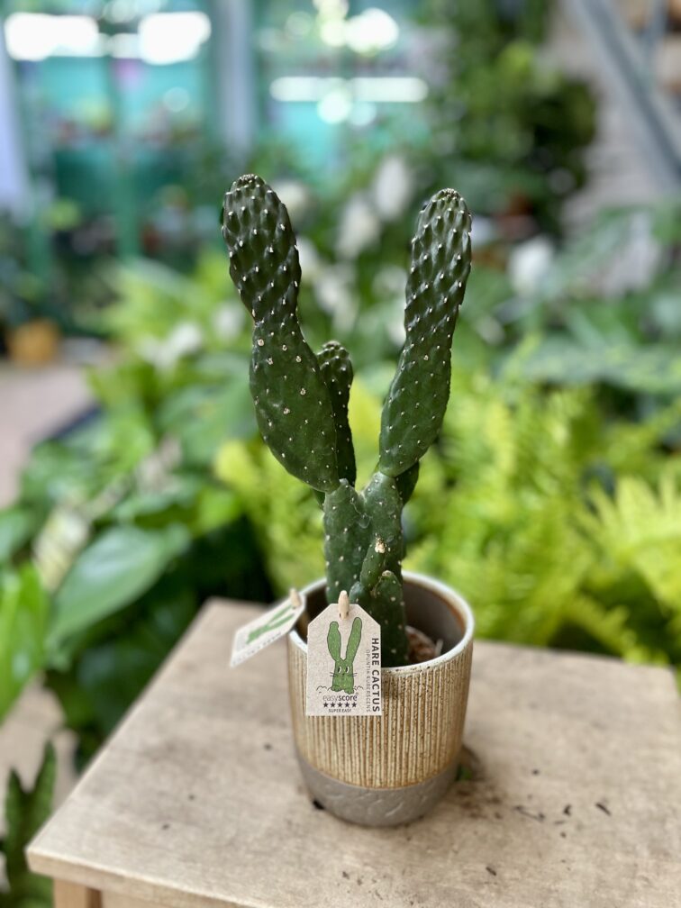 Zdjęcie rosliny doniczkowej Opuntia rubescens, ujęcie 2