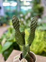 Zdjęcie rosliny doniczkowej Opuntia rubescens, ujęcie 3
