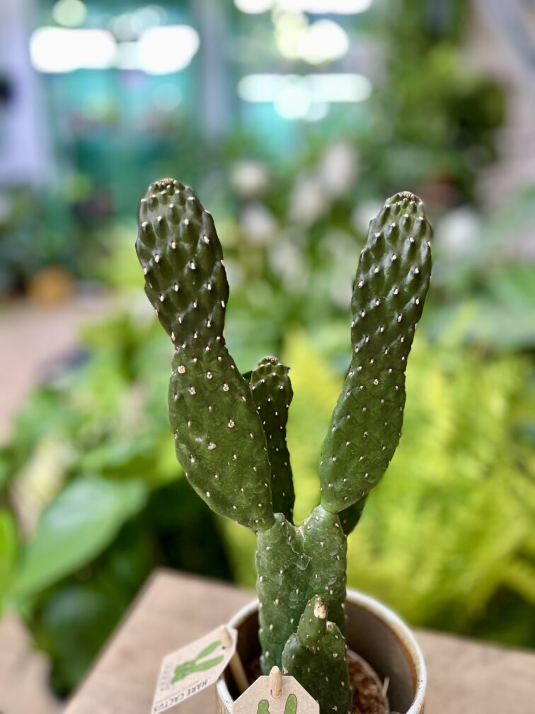 Zdjęcie rosliny doniczkowej Opuntia rubescens, ujęcie 3