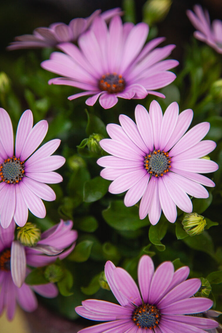 Zdjęcie rosliny doniczkowej Osteospermum Antique Rose, ujęcie 1