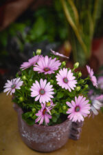 Zdjęcie rosliny doniczkowej Osteospermum Antique Rose, ujęcie 2