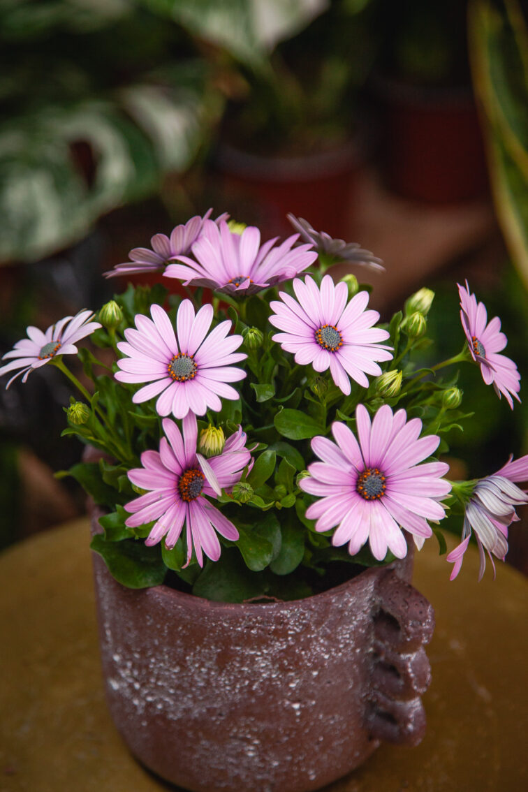 Zdjęcie rosliny doniczkowej Osteospermum Antique Rose, ujęcie 3