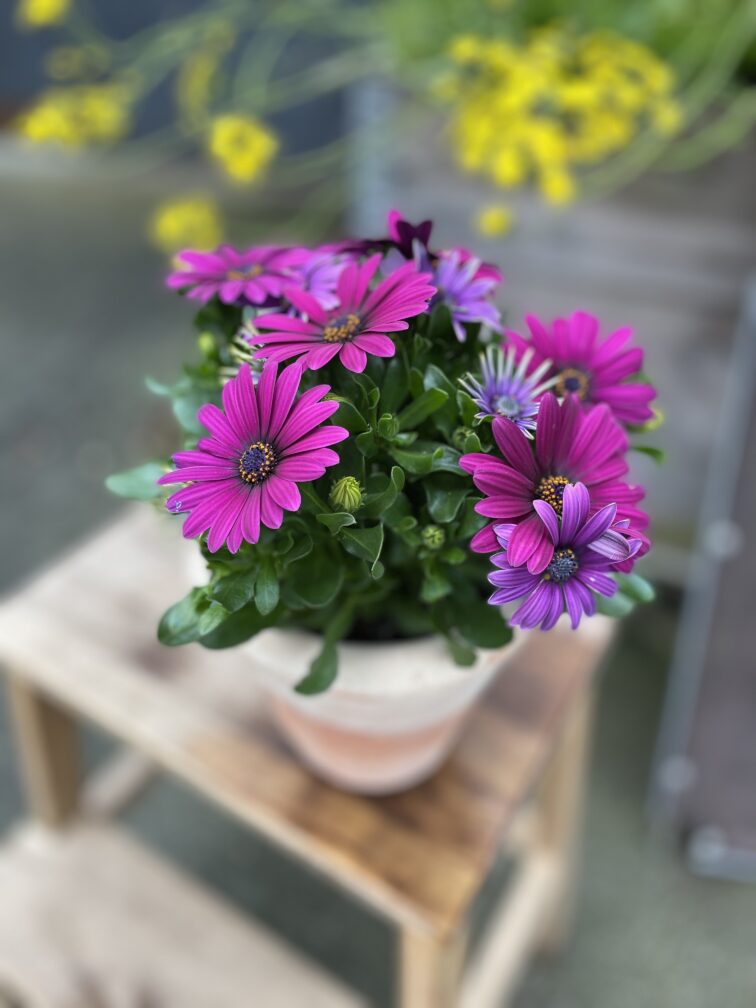 osteospermum-deep-purple_12x25-1_1748685585.jpg Zdjęcie rosliny doniczkowej Osteospermum Deep Purple, ujęcie 1