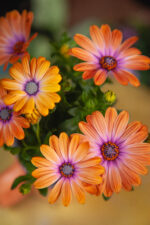 Zdjęcie rosliny doniczkowej Osteospermum Orange (Stokrotka afrykańska), ujęcie 1