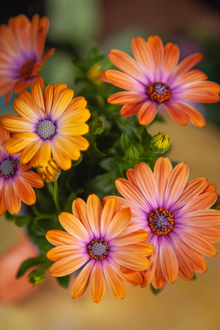 Zdjęcie rosliny doniczkowej Osteospermum Orange (Stokrotka afrykańska), ujęcie 1
