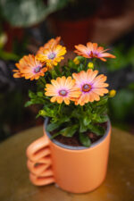 Zdjęcie rosliny doniczkowej Osteospermum Orange (Stokrotka afrykańska), ujęcie 2