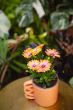 Zdjęcie rosliny doniczkowej Osteospermum Orange (Stokrotka afrykańska), ujęcie 3
