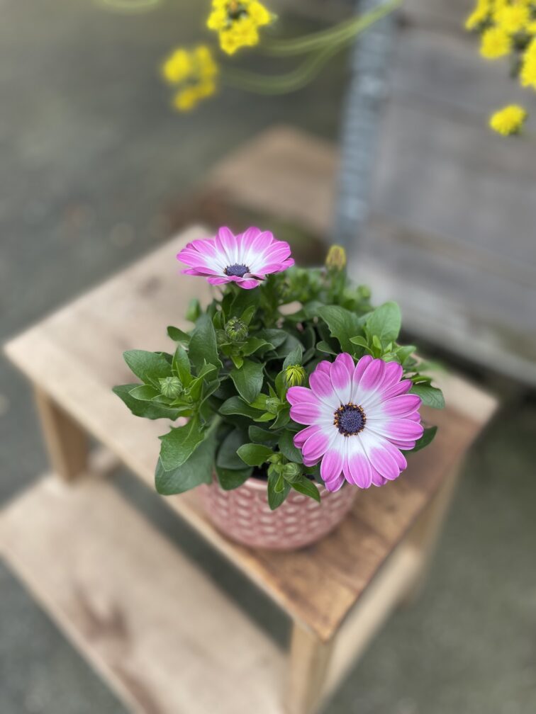 osteospermum-pink-bicolor_10x25-1_1748685646.jpg Zdjęcie rosliny doniczkowej Osteospermum Pink Bicolor, ujęcie 1