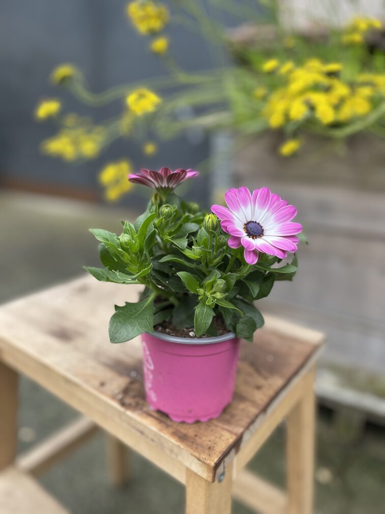 Zdjęcie rosliny doniczkowej Osteospermum Pink Bicolor, ujęcie 3