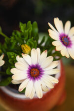 Zdjęcie rosliny doniczkowej Osteospermum Yellow Blue centre, ujęcie 1