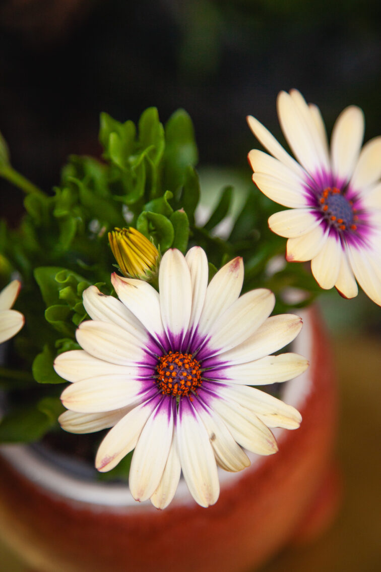 osteospermum-yellow-blue-centre_10x20-1_1748082524.jpg Zdjęcie rosliny doniczkowej Osteospermum Yellow Blue centre, ujęcie 1