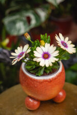 Zdjęcie rosliny doniczkowej Osteospermum Yellow Blue centre, ujęcie 2