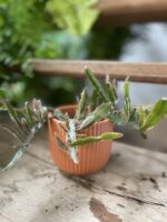 Zdjęcie rosliny doniczkowej Rhipsalis Agudoenis, ujęcie 1