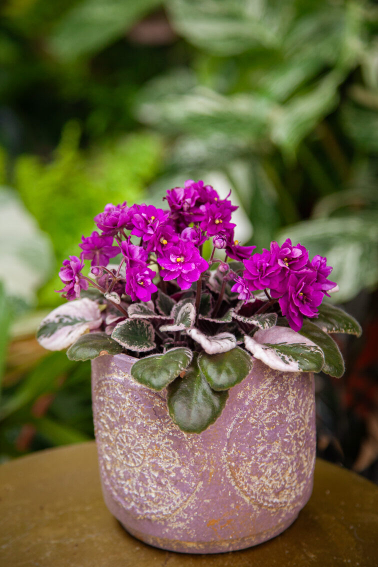 Zdjęcie rosliny doniczkowej Saintpaulia variegata, ujęcie 3