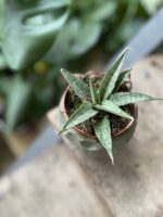 Zdjęcie rosliny doniczkowej Sansevieria Cinta, ujęcie 1