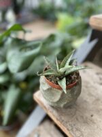 Zdjęcie rosliny doniczkowej Sansevieria Cinta, ujęcie 2