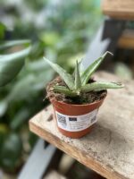 Zdjęcie rosliny doniczkowej Sansevieria Cinta, ujęcie 3