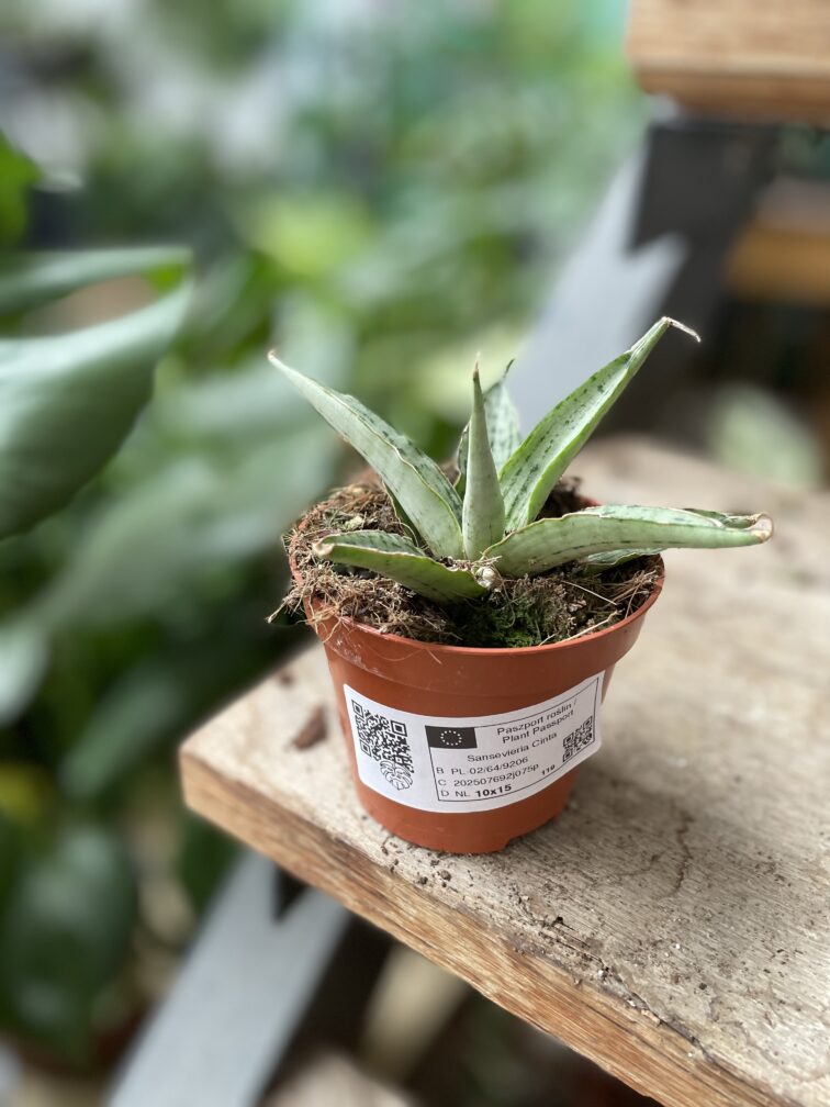 Zdjęcie rosliny doniczkowej Sansevieria Cinta, ujęcie 3
