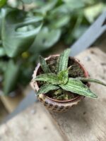 Zdjęcie rosliny doniczkowej Sansevieria Cleopatra, ujęcie 1